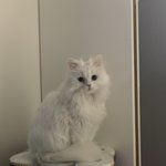 [고양이] 우리집고양이 무슨종인가요?