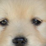 [NCT칠프] <b>진돗개</b> 쌍커플 어짜냐구 ..