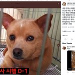 오늘 안락사 <b>예정</b>인 강아지.. 반려견 입양 <b>예정</b>인 사람 도와줘