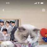 이 고양이 나오는 릴스 아는 <b>사함</b>??