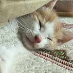 [고양이] 나도 자랑할랭