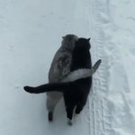 [진격의거인] ㅅㅍ) <b>이상해</b>