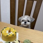 [더보이즈] 다롱이 생일잔치 멋있게 했네