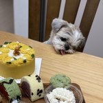 [더보이즈] 다<b>롱이</b> 진짜 귀엽닿