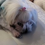 울 <b>강쥐</b> 삐졌어