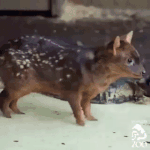 [NCT칠프] <b>푸</b>두 <b>한</b>마리 놓고가유