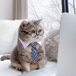 집사가 골라주는 대로 다 입는 냥이