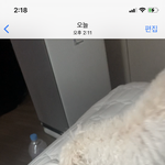 우리집 댕댕이가 <b>김부각</b> 자꾸 뺏어가는ㄷㅔ