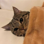 고양이에게 극<b>세사</b> 이불을 덮어줬더니