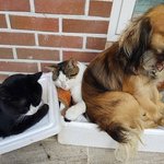 강아지가 고양이를 자꾸 <b>방석</b>으로 쓰네요. 어떻게 하죠?