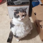 <b>뚱</b>냥이 셋