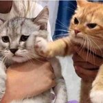 냥냥펀치를 갈고닦은 <b>무림</b> 고수들