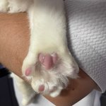 [고양이] <b>저도</b> 고앵이 자랑!!!