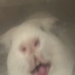 [기니<b>피그</b>] 과감하게 키스하는 기니<b>피그</b>