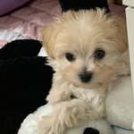 [댓글부탁해] <b>말</b>해보게 내가 <b>왕</b>이 될 상인가?