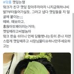 맠홍 깻잎<b>논쟁</b>