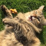 빠르게 눈치 챙겨야 할 것 같은 <b>집사들</b>