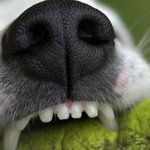 흉포한 멍멍이들의 쪼끄마한 <b>앞니</b>