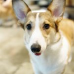 코코 모카 크림이#9