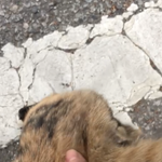 고양이 <b>집사들</b>아 얘 수컷이야??