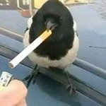 [ㅈㄱㄴ] 내친구 정말 <b>순수</b>함