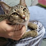 [댓글부탁해] [19]고양이가 집에온이후로 남자친구가 승려가 됬어요