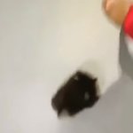 방탄 <b>뷔</b> 강아지