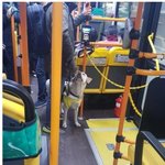 수원 버스 기사 호통에 놀라 눈치보는 안내견