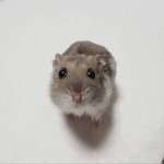 [드루와] 난..진짜 확신의 강아지상인데