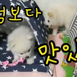 [강아지] 개껌보다 맛있는 집...