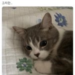 [드루와] <b>롯리</b> 새우vs치킨 버거 골라조ㅠㅠㅠ