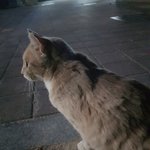 [19] 벨<b>툰</b> 잘아는애들아