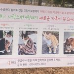 시에서 고양이들을 쫓아낸<b>대요</b>