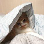 아기냥 호빵이-45