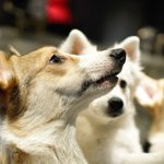 모카 애견카페 방문기