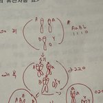 생명과학 세포<b>분열</b> 그림 도와줘ㅠ