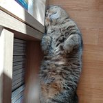 [고양이] 곰이와 <b>여우</b>일상7