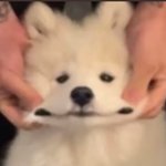 영통팬싸 문화 ㅈㄴ기괴한거같음