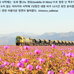 <b>사막</b>이 품은 강하고 아름다운 생명