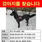 [강아지실종] 경기도 <b>수원시</b>/화성시 검은 진돗개를 찾습니다.