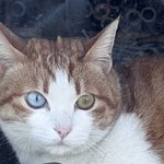 나 굿즈<b>깡</b>/앨범<b>깡</b> 할<b>때</b>마다 최애 무조건 잡는다