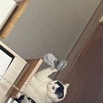 고양이의 심리가 궁금해요...