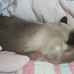 [드루와] 아니 울고양이 이러고 <b>자고</b>있음....