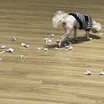 이불에 오줌 갈기고 평화롭게 <b>노즈</b>워크중