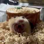 ㅅㅂ 나만 젖꼭지 주변에 털있음?