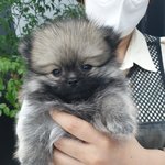 너구리 <b>포메</b> 근황 3탄입니다