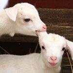 <b>염소</b> ㅈㄴ귀얍지 않냐