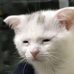 너네 친구가 한달전에 <b>읽씹</b>해놓고 이제 톡하면 어떠냐ㅋㅋㅋ