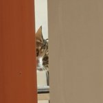 <b>집사</b>의 사생활? 어림도 없지!