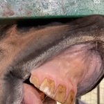 식욕 떨어지고 싶은사람 들어와